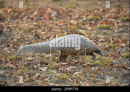 Temminck's Ground Pangolin (Manis temminckii) Adulti, camminando lungo il terreno di giorno, Kafue N. P. Zambia Foto Stock