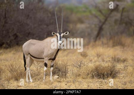 Orice dell'africa orientale (Oryx beisa) adulto, in piedi in savana secca, Samburu National Reserve, Kenya, Africa Foto Stock