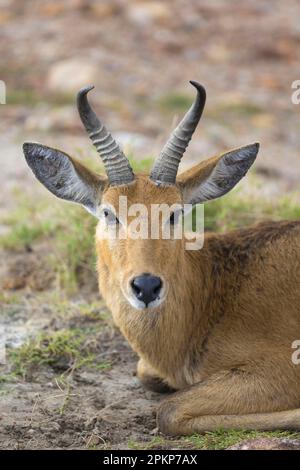 BOHOR reedbuck (Redunca redunca), Reedbuck, Isabella antilope, Common Reedbuck, Reedbuck, Antilope di Isabella, ungulati, ungulati della punta pari, mammiferi, Foto Stock