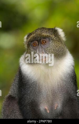 Albogularis, scimmie di sykes (Cercopithecus mitis), guenon, scimmie, mammiferi, animali, Scimmia di Sykes (Cercopithecus albogularis) femmina adulta, primo piano Foto Stock