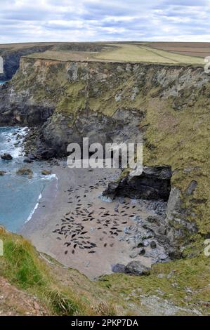 Foche grigie, foche grigie (halichoerus grypus), mammiferi marini, predatori, foche, mammiferi, Animali, colonia di foche grigie, tirati fuori sulla spiaggia, in habitat di insenatura Foto Stock