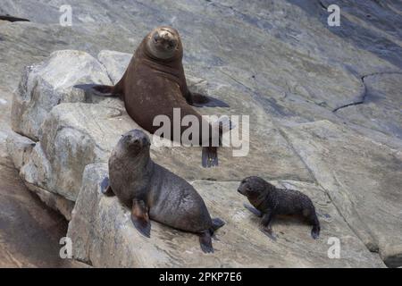 Foca neozelandese da pelliccia (Arctocephalus forsteri), foca neozelandese da pelliccia, mammiferi marini, predatori, foche, mammiferi, Animali, Nuova Zelanda pelliccia nuova zelanda f Foto Stock