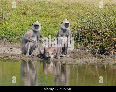 Tufted Grey Langur (Sempopithecus priam Thersites) tre adulti, due maschi che guardano oltre le donne bere in piscina, Sri Lanka, Asia Foto Stock