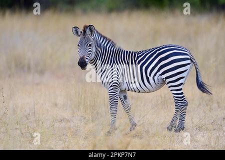 Zebra di Crawshay (Equus quagga crawshayi) adulto, in piedi sulla prateria, Luangwa Sud N. P. Zambia Foto Stock
