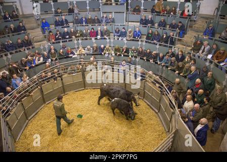 Mercato del bestiame, vendita di bovini e vitelli all'asta, Bakewell, Derbyshire, Inghilterra, Regno Unito, Europa Foto Stock