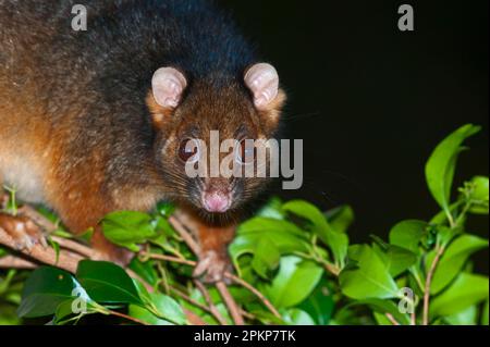 Possum comune di coda di rondine (Pseudocheirus peregrinus), possum a coda di rondine, coda di rondine comune, marsupiali, animali, Possum comune a coda di rondine per adulti, primo piano di Foto Stock