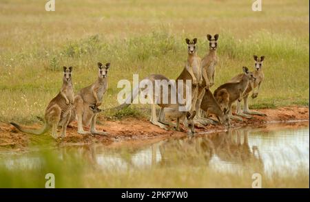 Gruppo di famiglia dei Canguri grigi orientali (Macropus giganteus), bevendo al pozzo d'acqua, Victoria, Australia, Oceania Foto Stock