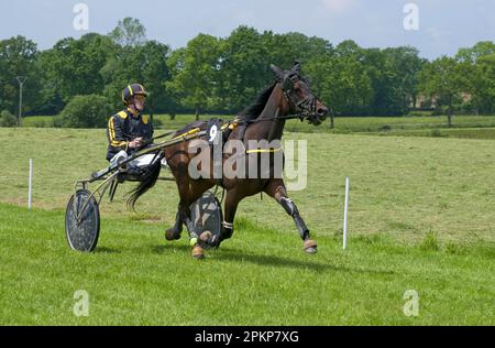 Corse di cavalli, corse al trotto all'ippodromo, circuito di Bourigny, Normandia, Francia, Europa Foto Stock