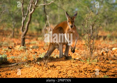 Canguro rosso (Macropus rufus), canguro gigante rosso, canguri gigante rosso, canguro gigante rosso, canguri gigante rosso, canguri, Marsupiali, animali, RedKangaroo maschio, Alice Foto Stock