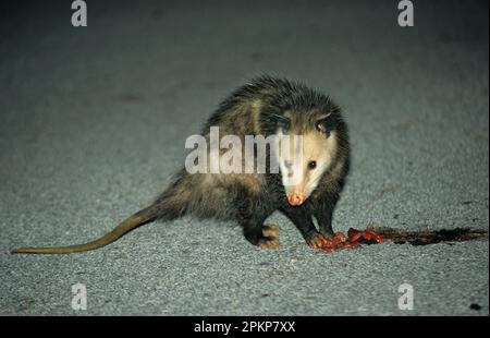 Virginian Opossum (Didelphis virginiana) adulto, nutrirsi su resti di strada, Florida (U.) S. A Foto Stock