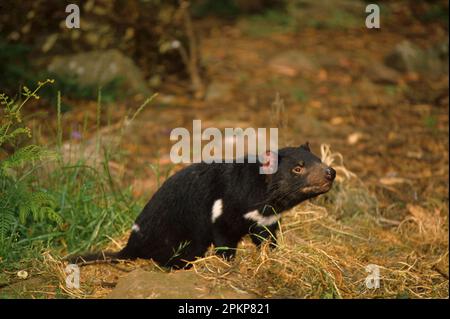 Diavolo della Tasmania, diavoli della Tasmania (Sarcophilus harrisii), marsupiali, animali, diavolo della Tasmania seduto a terra Foto Stock