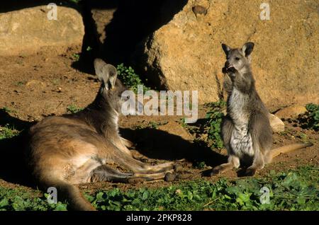 Wallaroos comuni (Macropus robusta), canguri di montagna, wallaroos, canguri, marsupiali, Animali, Wallaroo comune Female e Joey, Captive, Austral Foto Stock