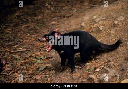 Diavolo della Tasmania, diavoli della Tasmania (Sarcophilus harrisii), marsupiali, animali, bocca del diavolo della Tasmania completamente aperta, snarling Foto Stock