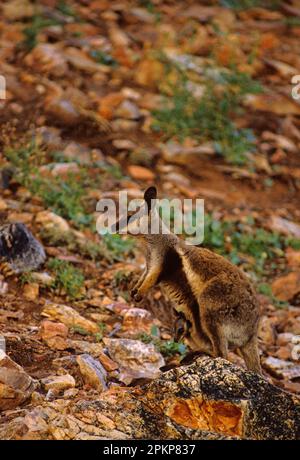 Canguro di roccia con i piedi neri, canguro di roccia con i piedi neri, canguro di roccia con i piedi neri, canguro di roccia con i piedi neri, canguro di roccia con i piedi neri, nero-pawe Foto Stock