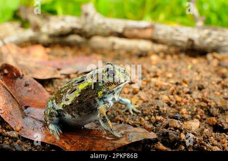 Bullfrog gigante (Pyxicephalus adspersus) giovane, seduto su foglia caduta, Ruaha N. P. Tanzania Foto Stock