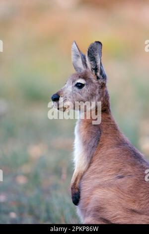 Wallaroos comuni (Macropus robusta), canguri di montagna, wallaroos, canguri, marsupiali, Animali, Wallaroo comune adulto, alimentazione, Australia Meridionale, Foto Stock