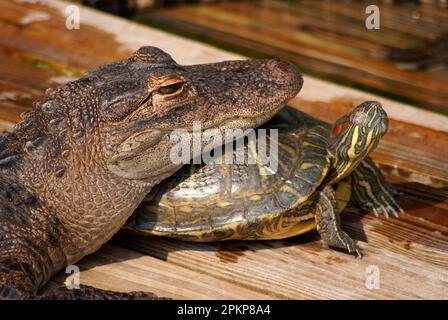 Alligatore americano (alligatore mississippiensis), giovane, primo piano della testa che poggia su un cursore dalle orecchie rosse (Trachemys scripta elegans), adulto, u Foto Stock