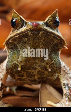 Rana del rospo, rana del rospo, rana del rospo, rana del rospo (Megophrys nasuta), rana del rospo, rane del rospo, anfibi, altri animali, Rane, animali, Asian Corned Frog Foto Stock