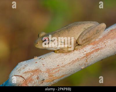 Rana, rane, anfibi, altri animali, rane, Animali, Roth's Frog (Litoria rothii) adulto, seduto su eucalipto Australia Occidentale, Australe Foto Stock