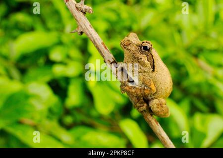 Southern foam-nido Treefrog (Chirantis xerampelina) adulto, aggrappato al ramoscello, Ruaha N. P. Tanzania Foto Stock