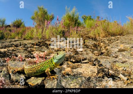 Lizard verde di Schreiber (Lacerta schreiberi) femmina adulta, riposante su rocce in habitat, Spagna, Europa Foto Stock