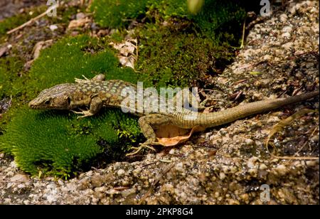 Bedriagae, lucertola di roccia di bedriaga (Archaeolacerta bedriagae), lucertola verde di Tirreno (Lacerta), altri animali, rettili, animali, lucertole, Bedriaga Foto Stock