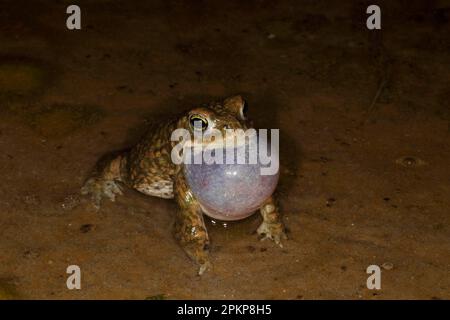 Natterjack toad (Epidalea calamita), uomo adulto che chiama in acque poco profonde di notte, Dorset, Inghilterra, Regno Unito, Europa Foto Stock