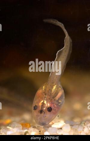 Italian Agile Frog (Rana latastei) tadpole leucistica, subacquea, Pavia, Lombardia, Italia, Europa Foto Stock