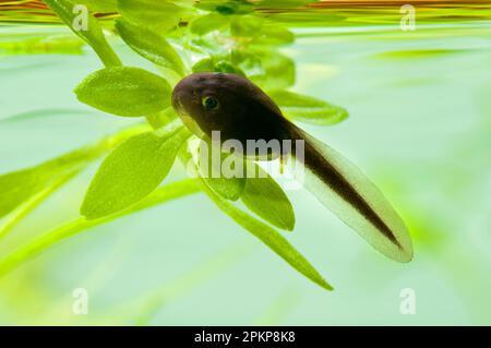 Comune comune rospo (Bufo bufo) tadpole che si nutrono su pondweed, Belvedere, Bexley, Kent, Inghilterra, Maggio (fotografato in speciale serbatoio fotografico e successivamente Foto Stock