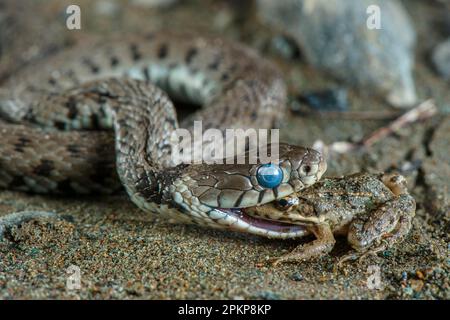 Erba serpente (Natrix natrix) adulto, con occhio blu che indica pelle di spargimento, nutrirsi di rana balcanica (Pelophylax kurtmuelleri) introdotto specie, Capann Foto Stock