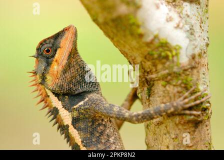 Foresta Crested AGAMA (Calotes emma) adulto, aggrappato al ramo nella foresta pluviale, Khao Sok N. P. Thailandia meridionale Foto Stock