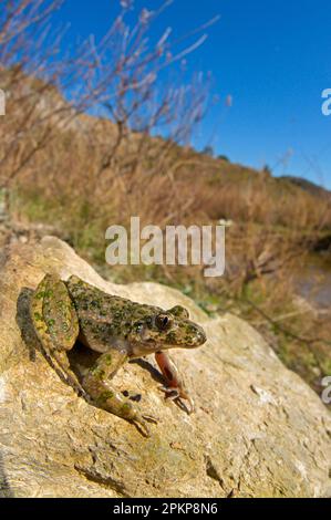 Rana di prezzemolo comune (Pelodytes punctatus), immersione nel fango occidentale, anfibi, altri animali, rane, Animali, comune rana di prezzemolo maschio adulto, seduto su ro Foto Stock