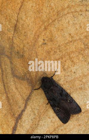 Nero rustico (Aporophylla nigra) adulto, riposante su arenaria, Sheffield, South Yorkshire, Inghilterra, Regno Unito, Europa Foto Stock