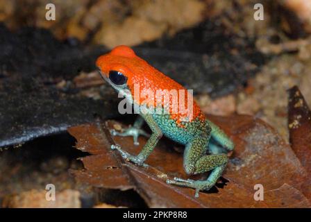 Grangular Poison Dart Frog (Oophaga granuliferus) adulto, in piedi su lettiera di foglie nella foresta pluviale, Drake Bay, Osa Peninsula, Costa Rica, America Centrale Foto Stock