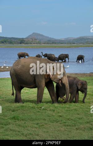 Elefanti asiatici (Elephas maximus), Parco Nazionale di Minneriya, Sri Lanka, Asia Foto Stock