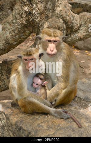 Macachi di rospo (Macaca sinica), Sri Lanka, Asia Foto Stock