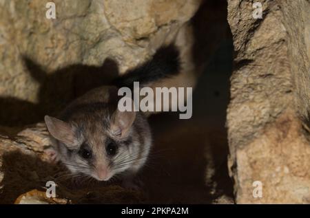 Ghirlande da giardino asiatico (Eliomys melanurus), adulto, femmina, Nord Africa, Vicino Oriente Foto Stock