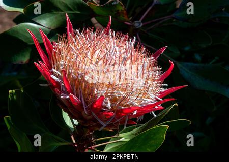 Sydney Australia, vecchia testa di fiore di protea cynaroides o piccolo principe Foto Stock