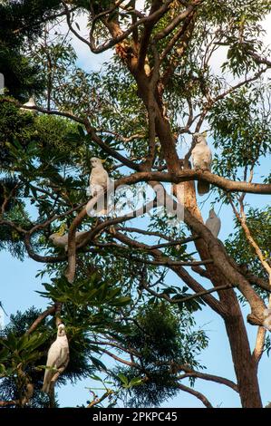 Sydney Australia, gregge di cockatoo solforato cagliato baldacchino arroccato su albero Foto Stock