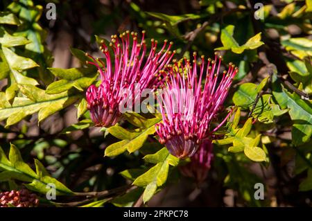 Sydney Australia, un arbusto gevillea 'poorinda Royal mantle' con fiori rosa-viola luminosi Foto Stock