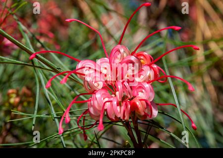 Sydney Australia, fiori rosa di un johnson's grevillea nativo australiano Foto Stock
