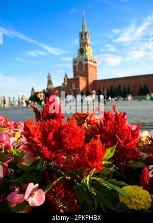 Fiori in Piazza Rossa in estate, Mosca, Russia. Famoso Cremlino di Mosca sotto il cielo blu sullo sfondo. Questo posto è attrazione turistica di Mosca. Tema Foto Stock