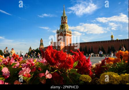 Fiori in Piazza Rossa in estate, Mosca, Russia. Famoso Cremlino di Mosca sotto il cielo blu sullo sfondo. Questo posto è attrazione turistica di Mosca. Tema Foto Stock