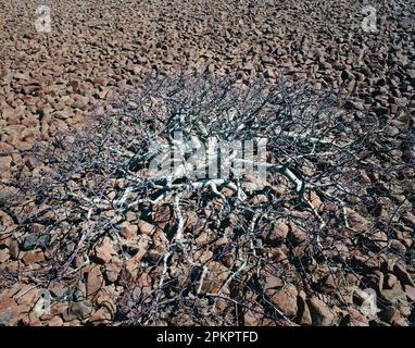 Un albero stordito lotta per crescere nella zona arida di Koakaland nel nord della Namibia. Foto Stock