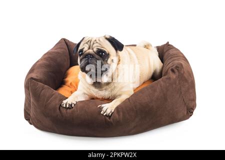 Pug emozionale in un letto per cani isolato su bianco. Comfort per gli animali domestici Foto Stock