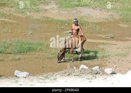 Shariatpur, Bangladesh - 04 aprile 2023: Un agricoltore sta ritornando a casa con la sua mandria di mucche attraverso i campi verdi di Shariatpur in Bangladesh. Foto Stock