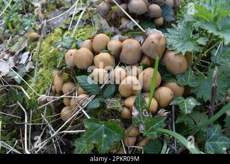 Un gruppo di funghi nel bosco tra fogliame compreso l'edera e il muschio. Foto Stock