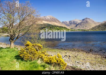 Vista primaverile sul Loch Leven, nelle Highlands scozzesi, con un cespuglio di gole in piena fioritura sulle sue rive Foto Stock