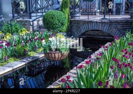 Tulipani viola lady che circondano lo stagno dell'acqua al Conservatorio Marjorie McNeely al Como Park Zoo and Conservatory in St Paul, Minnesota USA. Foto Stock