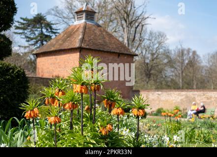 Fiori di giglio imperiali della corona, conosciuti anche come Fritillaria Imperialis. Fotografato all'inizio di aprile nel giardino murato di Eastcote House, Londra UK. Foto Stock